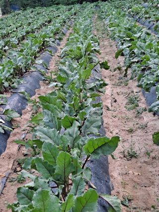 상수기님의 금쪽같은 내 작물 자랑하기 · 참여 작성글 사진