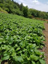 팜모닝 금쪽같은 내 작물 자랑하기·참여 게시글 이미지