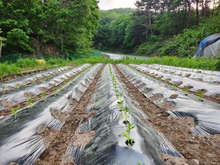 귀산촌님의 금쪽같은 내 작물 자랑하기 · 참여 작성글 사진