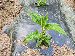 귀산촌님의 금쪽같은 내 작물 자랑하기 · 참여 작성글 사진