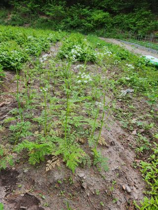 귀산촌님의 금쪽같은 내 작물 자랑하기 · 참여 작성글 사진