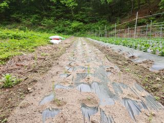 귀산촌님의 금쪽같은 내 작물 자랑하기 · 참여 작성글 사진