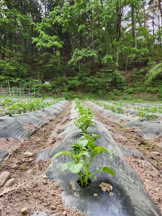 귀산촌님의 금쪽같은 내 작물 자랑하기 · 참여 작성글 사진