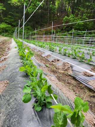 귀산촌님의 금쪽같은 내 작물 자랑하기 · 참여 작성글 사진