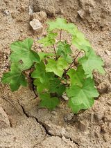 팜모닝 금쪽같은 내 작물 자랑하기·참여 게시글 이미지