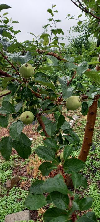 강성분님의 금쪽같은 내 작물 자랑하기 · 참여 작성글 사진