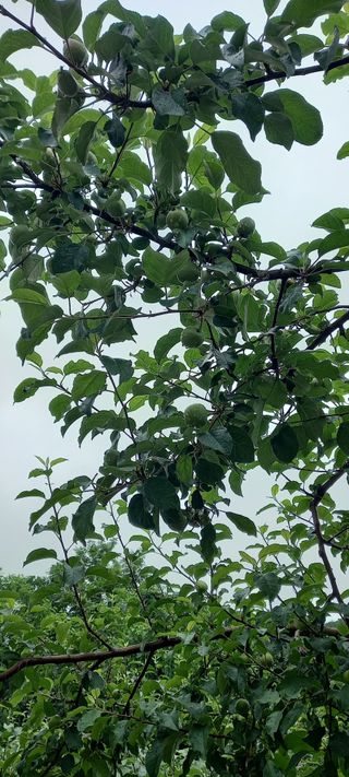 강성분님의 금쪽같은 내 작물 자랑하기 · 참여 작성글 사진