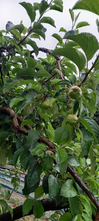 강성분님의 금쪽같은 내 작물 자랑하기 · 참여 작성글 사진