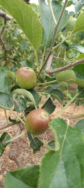 강성분님의 금쪽같은 내 작물 자랑하기 · 참여 작성글 사진