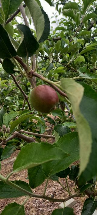 강성분님의 금쪽같은 내 작물 자랑하기 · 참여 작성글 사진