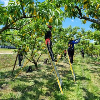 피치나라님의 금쪽같은 내 작물 자랑하기 · 참여 작성글 사진