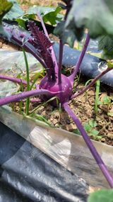 팜모닝 금쪽같은 내 작물 자랑하기·참여 게시글 이미지