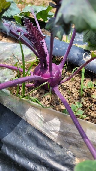 사이공박님의 금쪽같은 내 작물 자랑하기 · 참여 작성글 사진