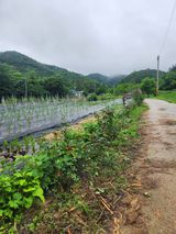 팜모닝 고추·일상 게시글 이미지