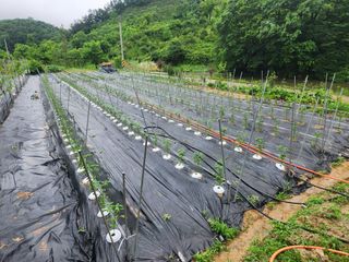 이덕수님의 고추 · 일상 작성글 사진