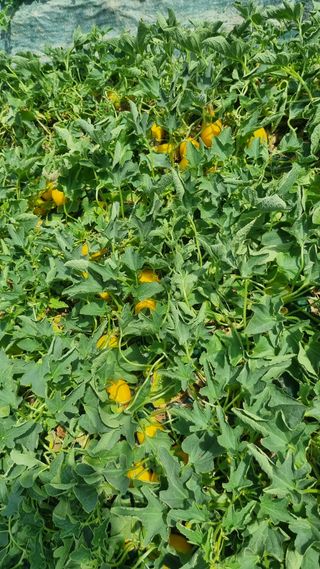 참외님의 금쪽같은 내 작물 자랑하기 · 참여 작성글 사진