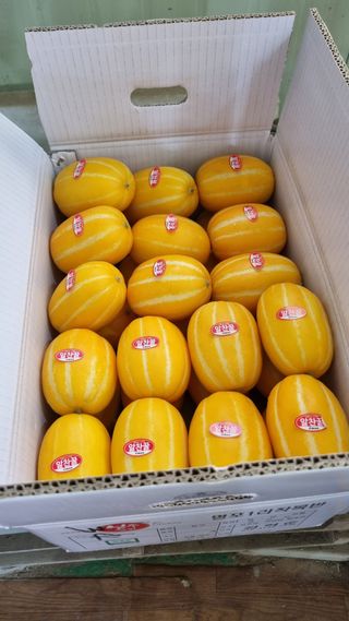 참외님의 금쪽같은 내 작물 자랑하기 · 참여 작성글 사진