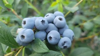 나산 블루베리농원님의 금쪽같은 내 작물 자랑하기 · 참여 작성글 사진