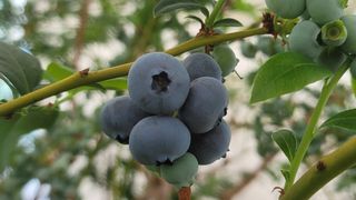 나산 블루베리농원님의 금쪽같은 내 작물 자랑하기 · 참여 작성글 사진