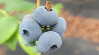 나산 블루베리농원님의 금쪽같은 내 작물 자랑하기 · 참여 작성글 사진