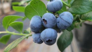 나산 블루베리농원님의 금쪽같은 내 작물 자랑하기 · 참여 작성글 사진