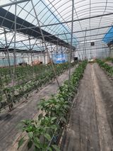 팜모닝 고추·지주설치•유인•성장 게시글 이미지