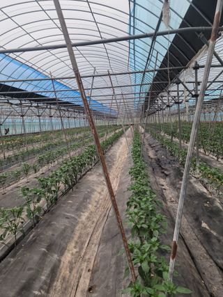 전남 장흥 장주하님의 고추 · 지주설치•유인•성장 작성글 사진