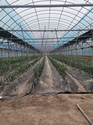 전남 장흥 장주하님의 고추 · 지주설치•유인•성장 작성글 사진