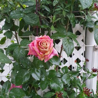 농부님의 자유주제 · 자유게시판 작성글 사진