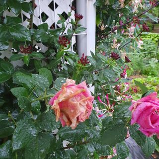 농부님의 자유주제 · 자유게시판 작성글 사진