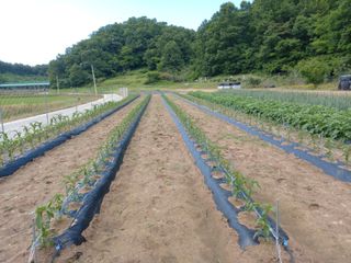 박수웅 님의 금쪽같은 내 작물 자랑하기 · 참여 작성글 사진