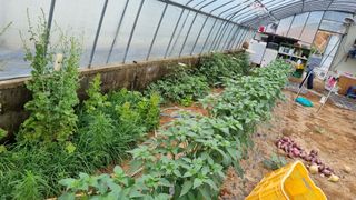 김민철 님의 금쪽같은 내 작물 자랑하기 · 참여 작성글 사진