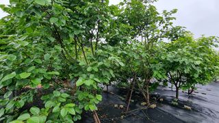 김민철 님의 금쪽같은 내 작물 자랑하기 · 참여 작성글 사진