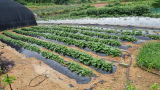 김민철 님의 금쪽같은 내 작물 자랑하기 · 참여 작성글 사진