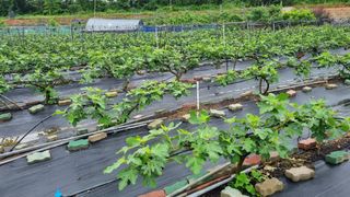 김민철 님의 금쪽같은 내 작물 자랑하기 · 참여 작성글 사진