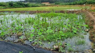 김민철 님의 금쪽같은 내 작물 자랑하기 · 참여 작성글 사진