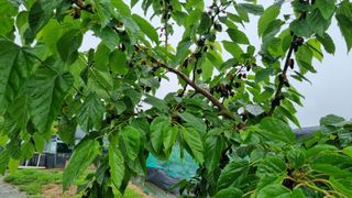 김민철 님의 금쪽같은 내 작물 자랑하기 · 참여 작성글 사진