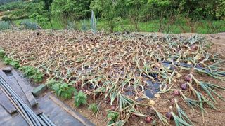 김민철 님의 금쪽같은 내 작물 자랑하기 · 참여 작성글 사진