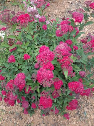 이학봉님의 버섯 · 일상 작성글 사진