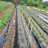 팜모닝 양배추·자유게시판 게시글 이미지