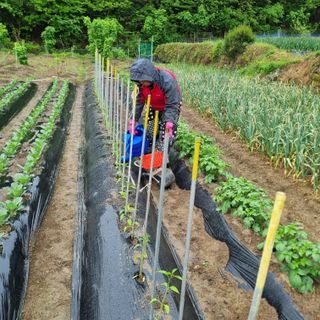 금송농원정시훈님의 양배추 · 자유게시판 작성글 사진