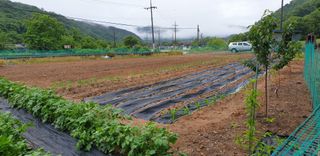 거산o2님의 금쪽같은 내 작물 자랑하기 · 참여 작성글 사진