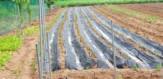 거산o2님의 금쪽같은 내 작물 자랑하기 · 참여 작성글 사진