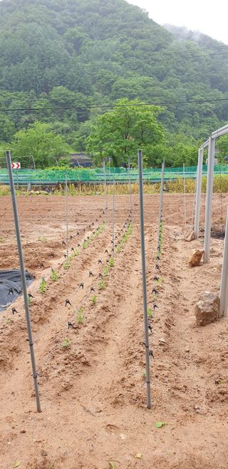 거산o2님의 금쪽같은 내 작물 자랑하기 · 참여 작성글 사진