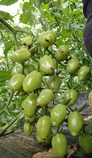 그린톡톡 오계상님의 자유주제 · 자유게시판 작성글 사진