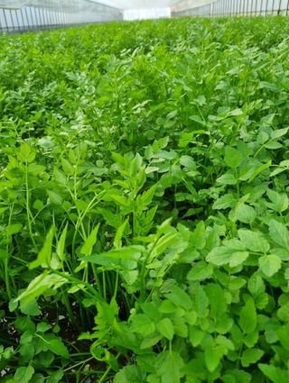 그린톡톡 오계상님의 자유주제 · 자유게시판 작성글 사진