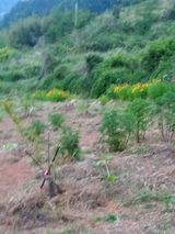 팜모닝 자유주제·자유게시판 게시글 이미지