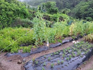 이영철님의 금쪽같은 내 작물 자랑하기 · 참여 작성글 사진