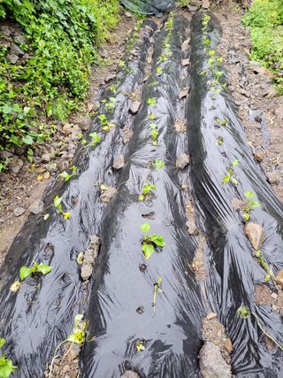 이영철님의 금쪽같은 내 작물 자랑하기 · 참여 작성글 사진