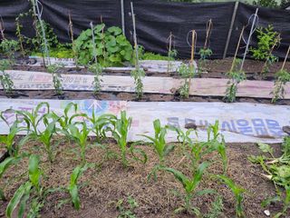 이영철님의 금쪽같은 내 작물 자랑하기 · 참여 작성글 사진